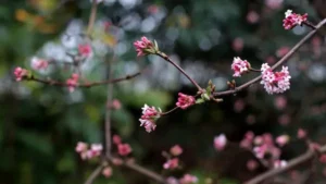 early spring bloomers nyt